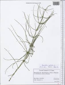 Хвощ болотный L., Восточная Европа, Центральный лесной район (E5) (Россия)