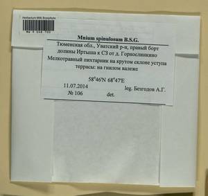 Mnium spinulosum Bruch & Schimp., Гербарий мохообразных, Мхи - Западная Сибирь (включая Алтай) (B15) (Россия)