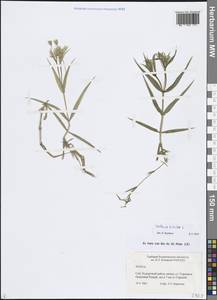 Rabelera holostea (L.) M.T.Sharples & E.A.Tripp, Восточная Европа, Северо-Западный район (E2) (Россия)