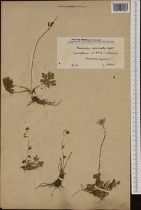 Ranunculus concinnatus Schott, Западная Европа (EUR) (Северная Македония)