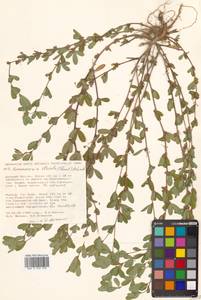 Куммеровия полосатая (Thunb.) Schindl., Сибирь, Дальний Восток (S6) (Россия)