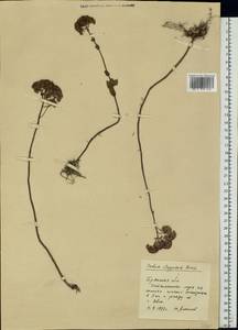 Hylotelephium maximum subsp. ruprechtii (Jalas) Dostál, Восточная Европа, Западный район (E3) (Россия)