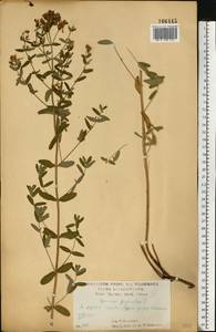 Зверобой продырявленный L., Восточная Европа, Центральный лесостепной район (E6) (Россия)