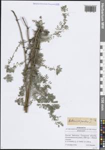 Полынь понтийская L., Восточная Европа, Средневолжский район (E8) (Россия)