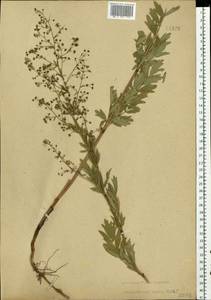 Василисник простой L., Восточная Европа, Нижневолжский район (E9) (Россия)