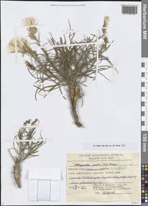 Тахтаджянианта крошечная (Pall.) Nazarova, Средняя Азия и Казахстан, Сырдарьинские пустыни и Кызылкумы (M7) (Узбекистан)