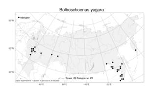 Bolboschoenus yagara, Клубнекамыш ягара (Ohwi) Y.C.Yang & M.Zhan, Атлас флоры России (FLORUS) (Россия)