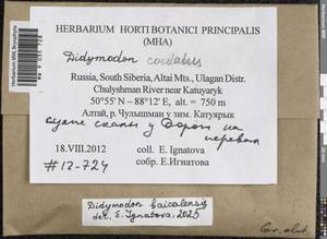 Didymodon baicalensis Ignatova & Ignatov, Гербарий мохообразных, Мхи - Западная Сибирь (включая Алтай) (B15) (Россия)