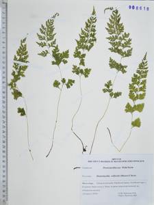 Sitobolium wilfordii (T.Moore) L.A.Triana & Sundue, Сибирь, Дальний Восток (S6) (Россия)