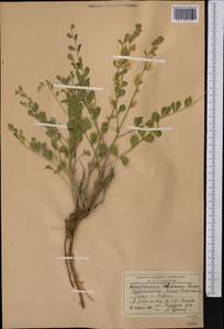 Sophora lehmannii (Bunge) Yakovlev, Средняя Азия и Казахстан, Сырдарьинские пустыни и Кызылкумы (M7) (Узбекистан)