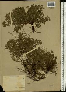 Thymus pannonicus All., Восточная Европа, Нижневолжский район (E9) (Россия)