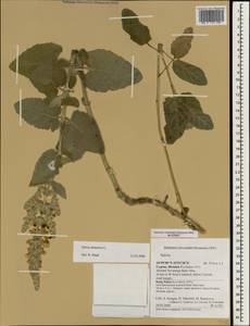 Salvia dominica L., Зарубежная Азия (ASIA) (Кипр)