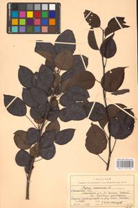 Груша обыкновенная, Груша садовая L., Восточная Европа, Северо-Украинский район (E11) (Украина)