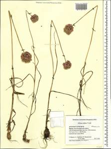 Лук круглый L., Крым (KRYM) (Россия)