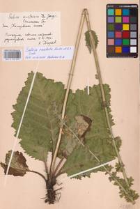 Salvia revelata Mátis & A.Z.Szabó, Восточная Европа, Южно-Украинский район (E12) (Украина)