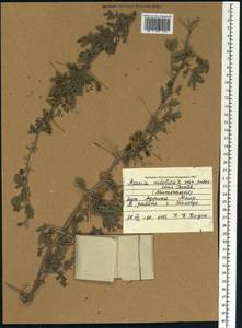 Vachellia nilotica (L.) P.J.H.Hurter & Mabb., Африка (AFR) (Мали)