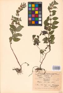 MHA 0 158 282, Мята полевая L., Восточная Европа, Центральный лесостепной район (E6) (Россия)