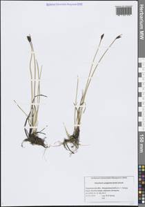 Болотница одночешуйная (Link) Schult., Восточная Европа, Северный район (E1) (Россия)