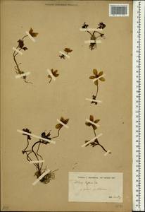 Anemone biflora, Зарубежная Азия (ASIA) (Иран)
