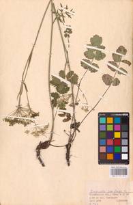 Бедренец камнеломковый, Бедренец-камнеломка L., Восточная Европа, Восточный район (E10) (Россия)