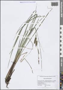 Осока носатая Stokes, Восточная Европа, Северный район (E1) (Россия)