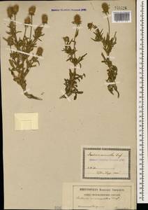 Ломелозия мелкоцветковая (Desf.) Greuter & Burdet, Кавказ, Грузия (K4) (Грузия)