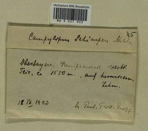 Campylopus schimperi Milde, Гербарий мохообразных, Мхи - Западная Европа (BEu) (Германия)