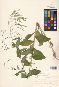 Catolobus pendulus (L.) Al-Shehbaz, Восточная Европа, Московская область и Москва (E4a) (Россия)