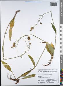 Hieracium pseudofariniramum Tupitz., Сибирь, Центральная Сибирь (S3) (Россия)