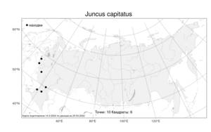 Juncus capitatus, Ситник головчатый Weigel, Атлас флоры России (FLORUS) (Россия)