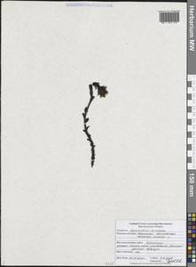 Подъельник обыкновенный Crantz, Восточная Европа, Центральный лесостепной район (E6) (Россия)