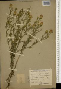 Centaurea stoebe subsp. stoebe, Кавказ, Ставропольский край, Карачаево-Черкесия, Кабардино-Балкария (K1b) (Россия)