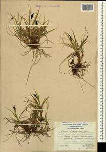 Carex aterrima subsp. medwedewii (Leskov) T.V.Egorova, Кавказ, Южная Осетия (K4b) (Южная Осетия)