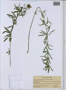 Trifolium lupinaster subsp. angustifolium (Litv.)Bobrov, Восточная Европа, Белоруссия (E3a) (Белоруссия)