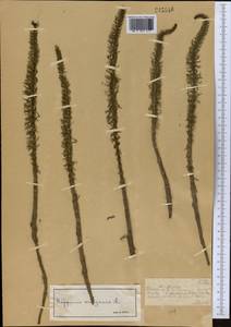 Хвостник обыкновенный, Водяная сосенка L., Средняя Азия и Казахстан, Муюнкумы, Прибалхашье и Бетпак-Дала (M9) (Казахстан)