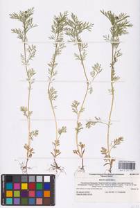 Горицвет летний, Адонис летний L., Восточная Европа, Нижневолжский район (E9) (Россия)