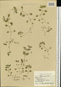 Звездчатка средняя, Мокрица (L.) Vill., Восточная Европа, Средневолжский район (E8) (Россия)