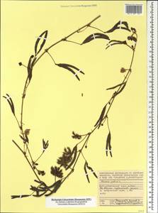 Мимоза стыдливая L., Африка (AFR) (Сейшельские острова)