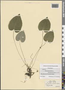 Фиалка коротковолосистая, Фиалка опушенная L., Восточная Европа, Северный район (E1) (Россия)