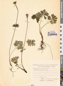 Купальница бумажночашелистиковая Schipcz., Сибирь, Чукотка и Камчатка (S7) (Россия)