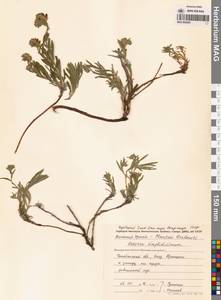 Оносма простейшая L., Восточная Европа, Восточный район (E10) (Россия)