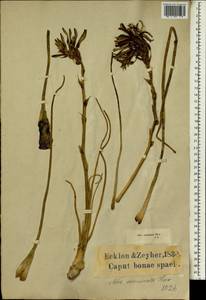 Aloe humilis (L.) Mill., Африка (AFR) (ЮАР)