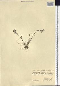 Мятлик немногоколосковый Scribn. & Merr., Сибирь, Чукотка и Камчатка (S7) (Россия)