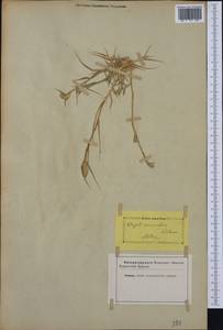 Sporobolus schoenoides (L.) P.M.Peterson, Западная Европа (EUR) (Неизвестно)