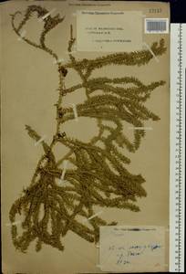 Spinulum annotinum subsp. annotinum, Восточная Европа, Центральный лесной район (E5) (Россия)
