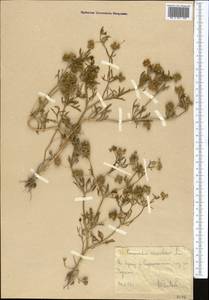 Лютик полевой L., Средняя Азия и Казахстан, Западный Тянь-Шань и Каратау (M3) (Узбекистан)