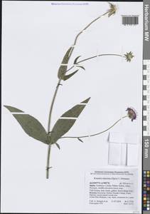 Короставник ворсянколистный (Host) Kreutzer, Западная Европа (EUR) (Испания)