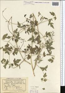 Ломонос восточный L., Средняя Азия и Казахстан, Копетдаг, Бадхыз, Малый и Большой Балхан (M1) (Туркмения)