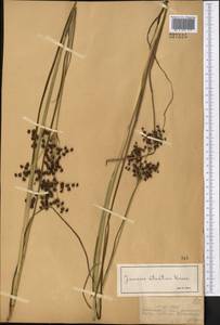 Ситник черный Krock., Средняя Азия и Казахстан, Джунгарский Алатау и Тарбагатай (M5) (Казахстан)