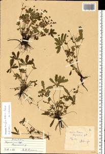 Лапчатка распростертая Willd., Восточная Европа, Центральный лесостепной район (E6) (Россия)